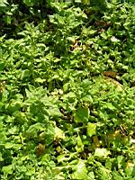 Tetragone - Tetragonia expansa (fam Aizoacees) (1) (Photo F. Mrugala)